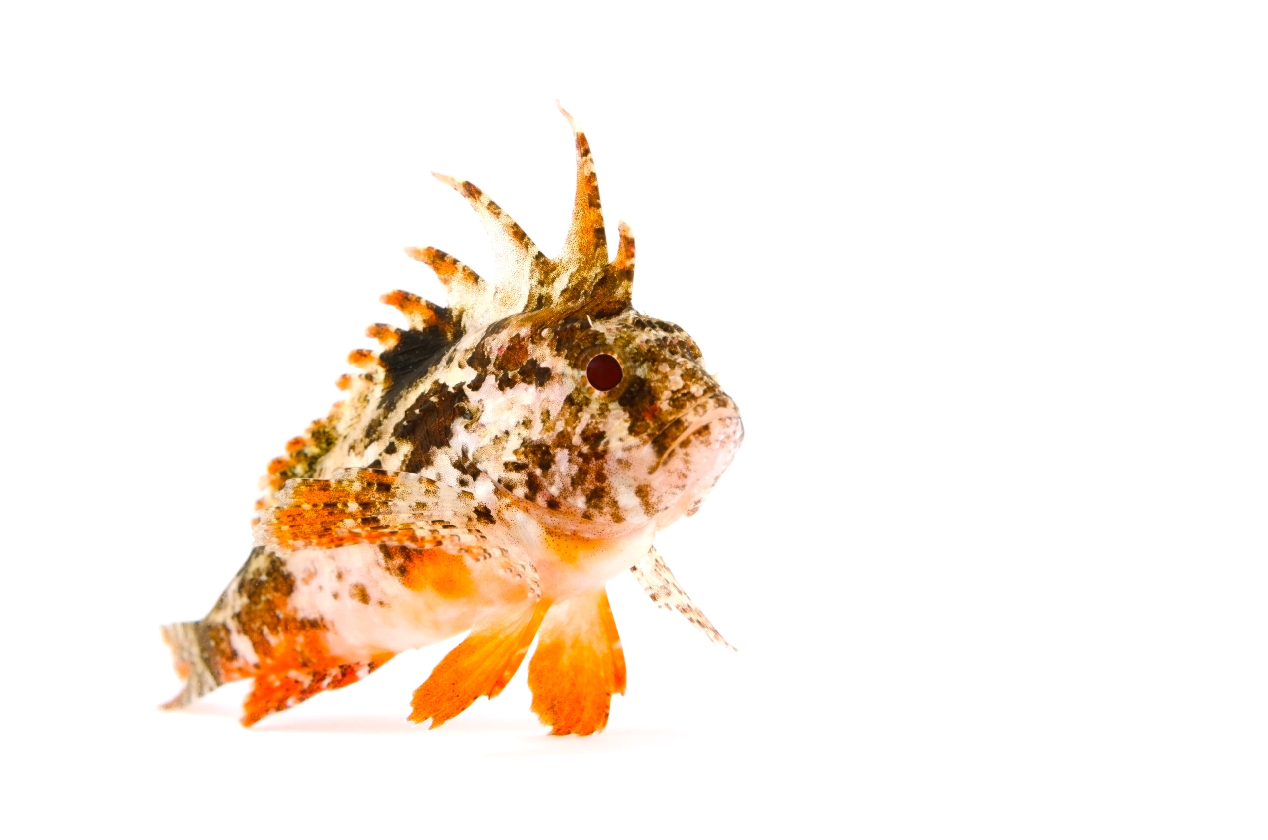Oddball fish store discount