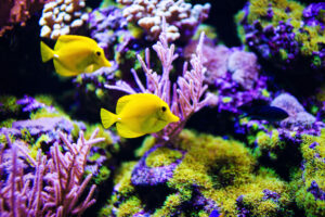 Yellow Tangs in a beautiful Reef Ecosystem