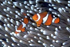 a Pair of clownfish in their anemone home