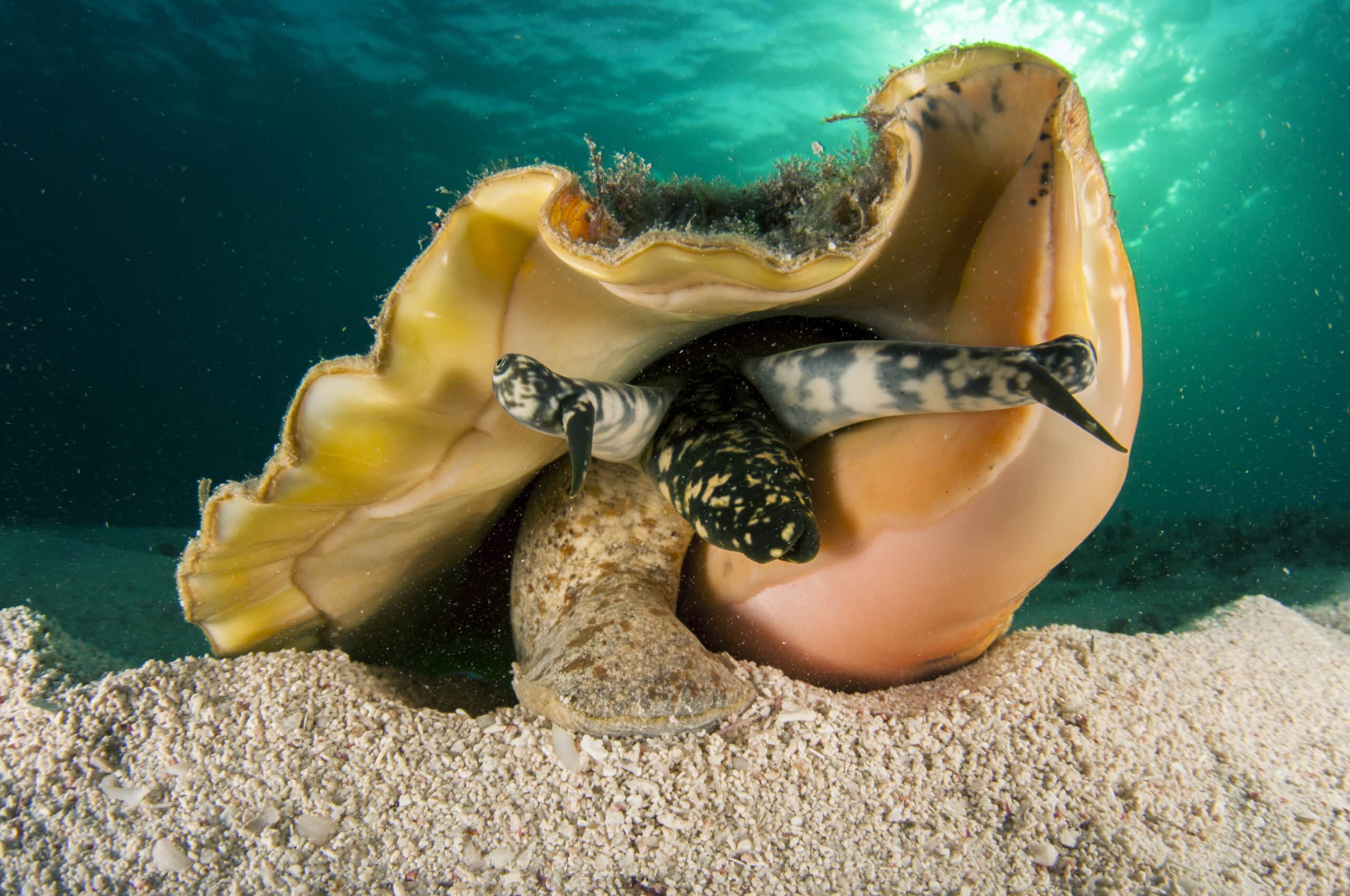 A large Conch in the ocean