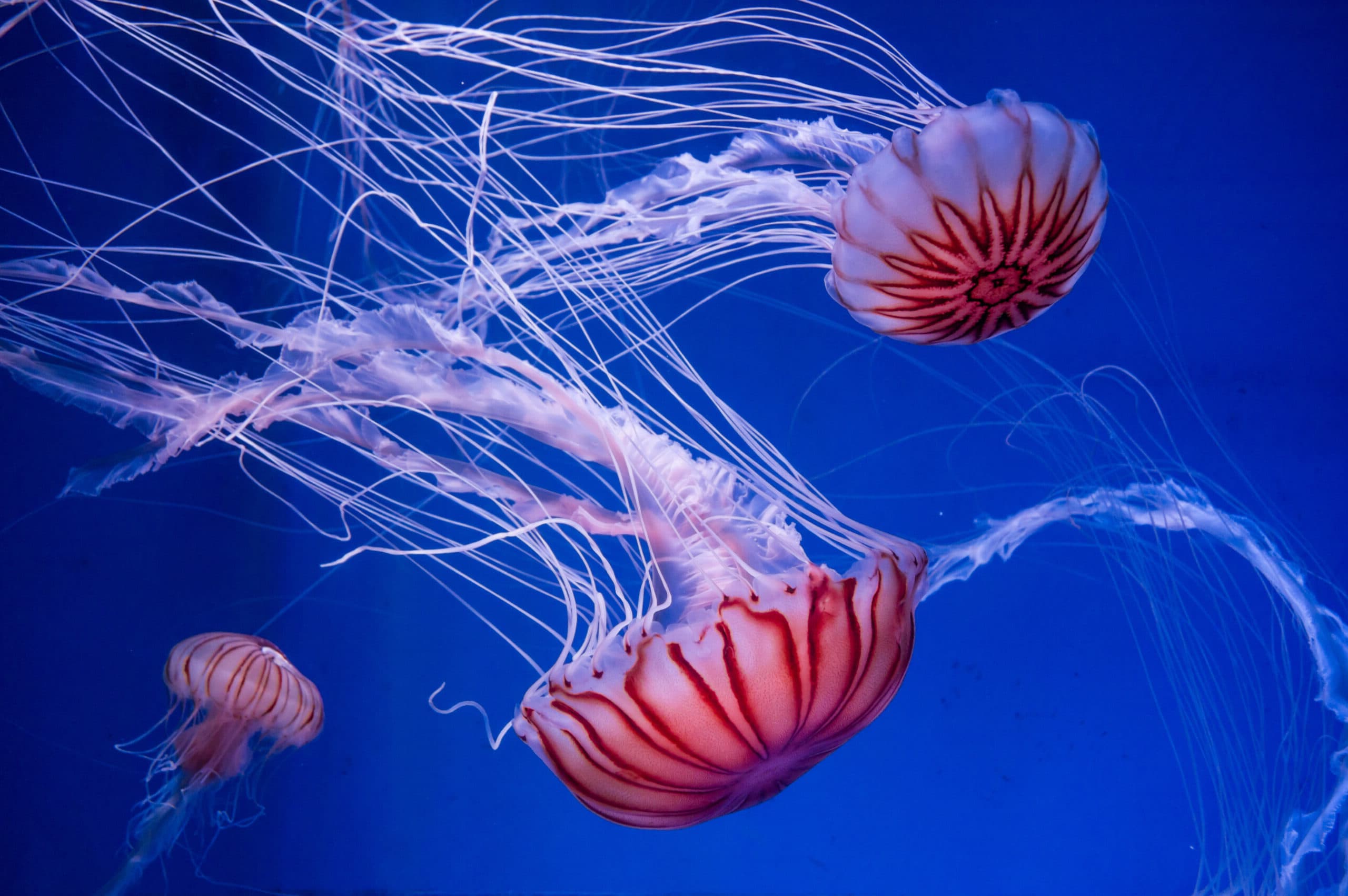 Freshwater jellyfish aquarium shop