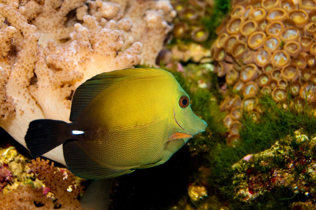 a Beautiful Scopas Tang