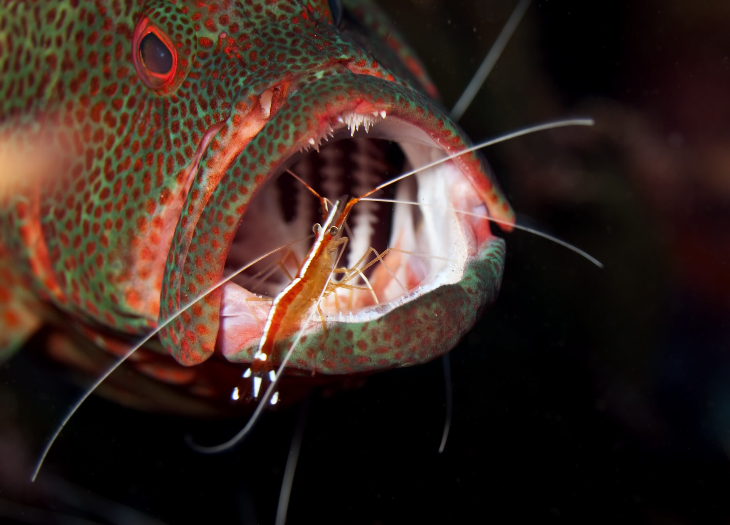 The brave and helpful cleaner shrimp in the mouth of a fish!