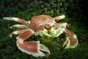 a Beautiful Porcelain Crab in his Anemone Home