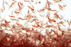 Brine Shrimp in a large culture