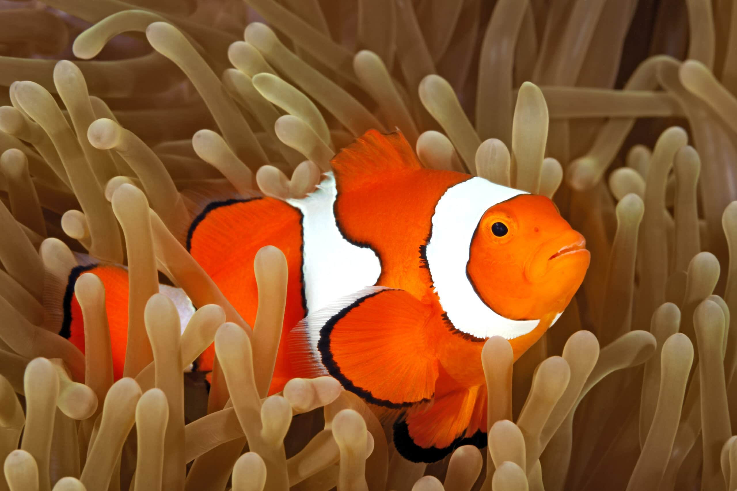 Coral Reef Clown Fish