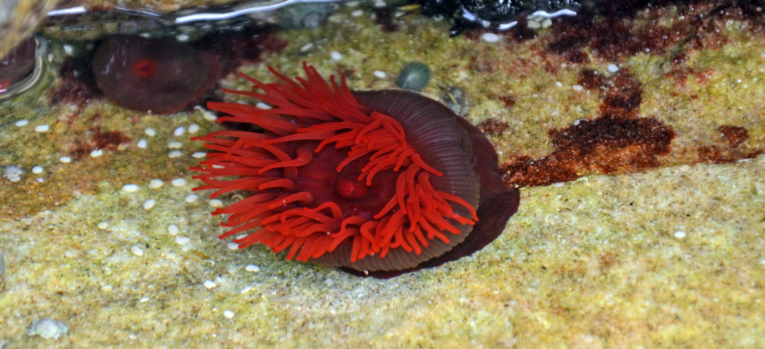a beautiful and rare hellfire anemone