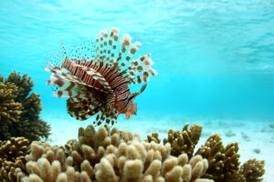 A lionfish on the reef!