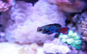 a Captive Bred Green Mandarin Goby