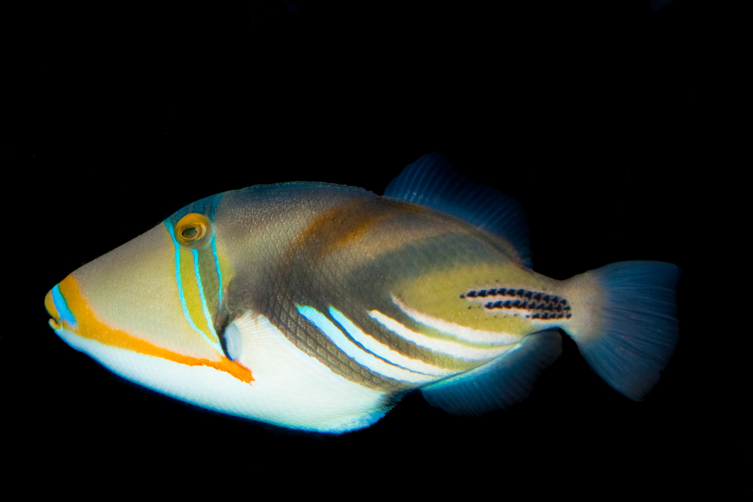 Humuhumu triggerfish