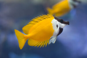 The Incredible Rabbitfish!