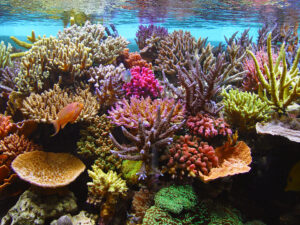 Sps Corals are often extremely expensive!