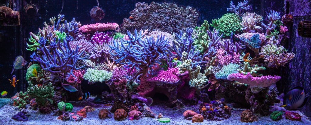 A beautiful Home Reef Aquarium
