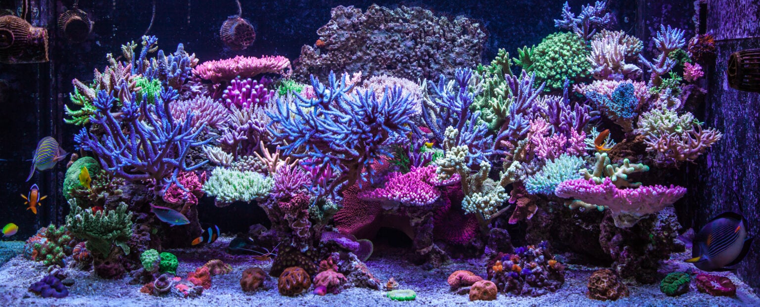 3 Most Expensive Corals Coral Education AlgaeBarn
