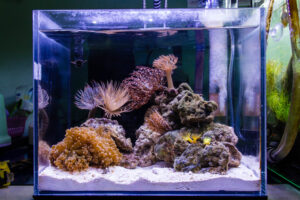 This tank would make a great home for nano fish!