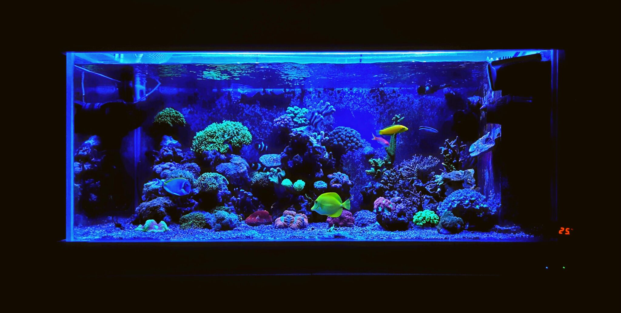 Types of Aquarium Lighting Saltwater Aquarium Lighting AlgaeBarn