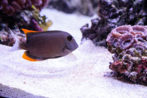 The Tomini Tang in an aquarium