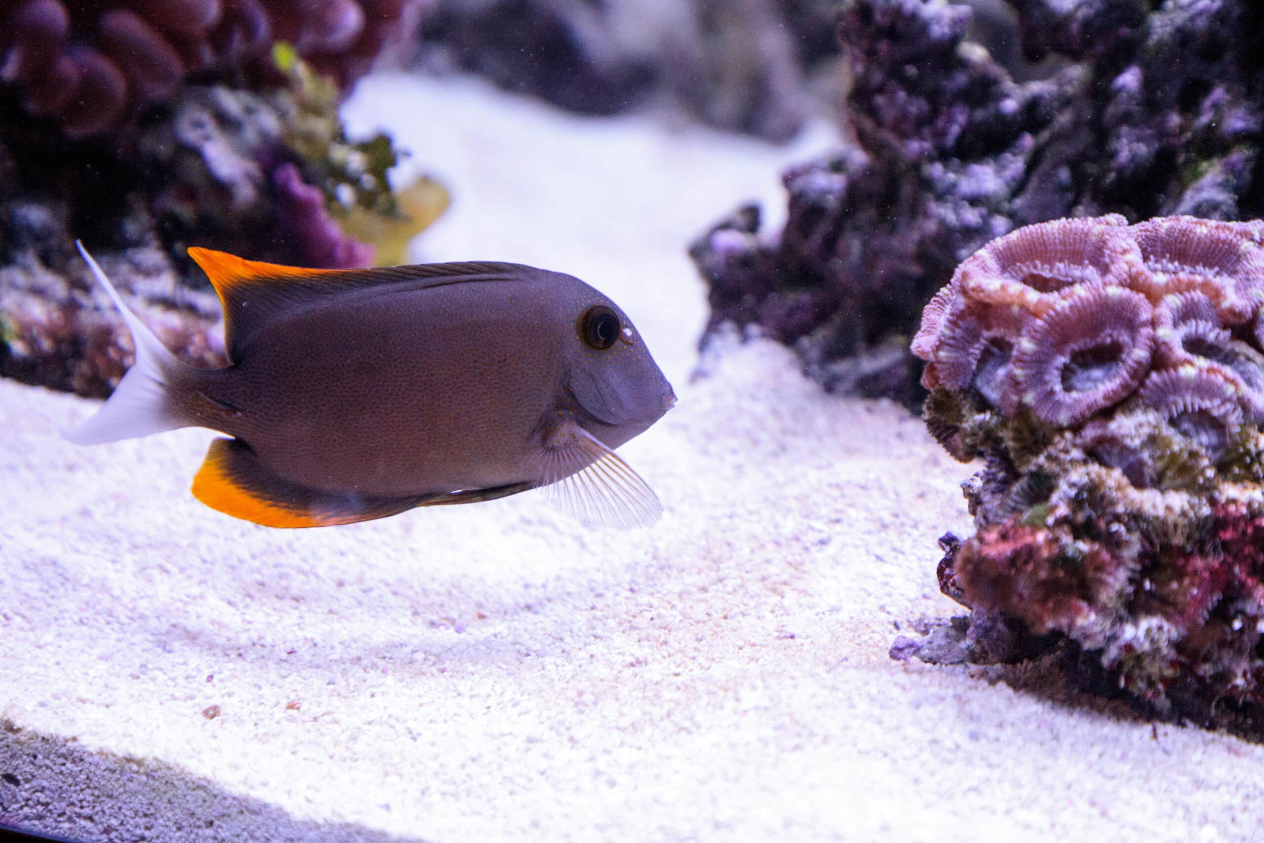 4 Tangs For Beginners, Aquarium Livestock Help