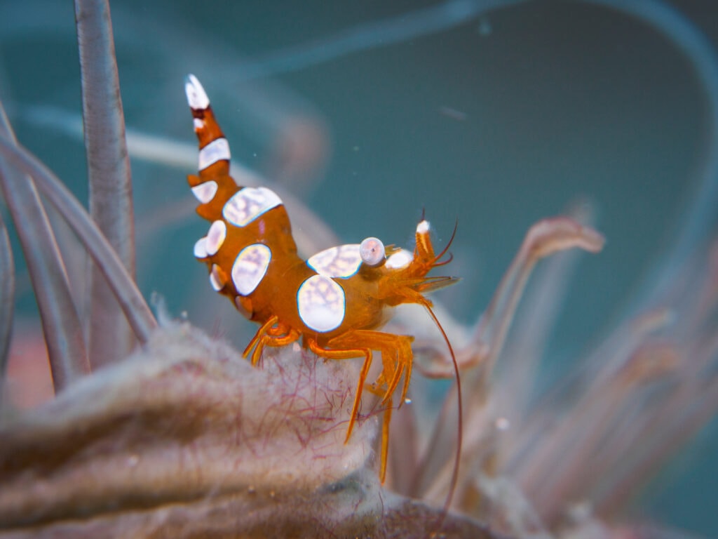 A very Funny name for a very unique invertebrates