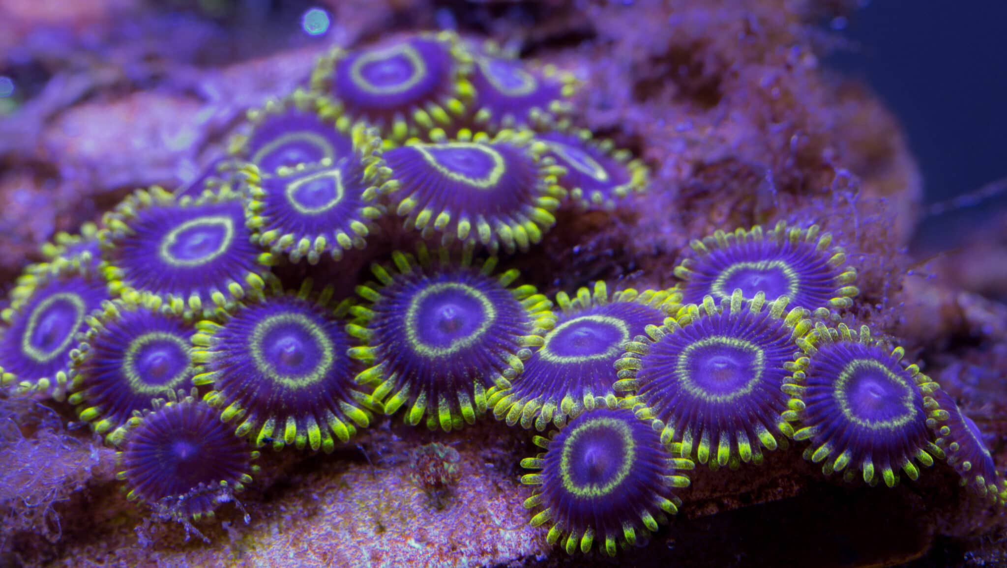 Knowing the Zoanthid Coral Education AlgaeBarn
