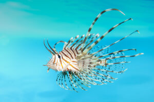the Beautiful Lionfish