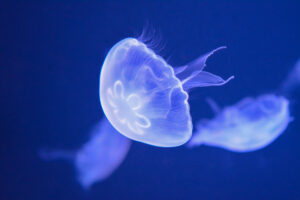 a moon jellyfish