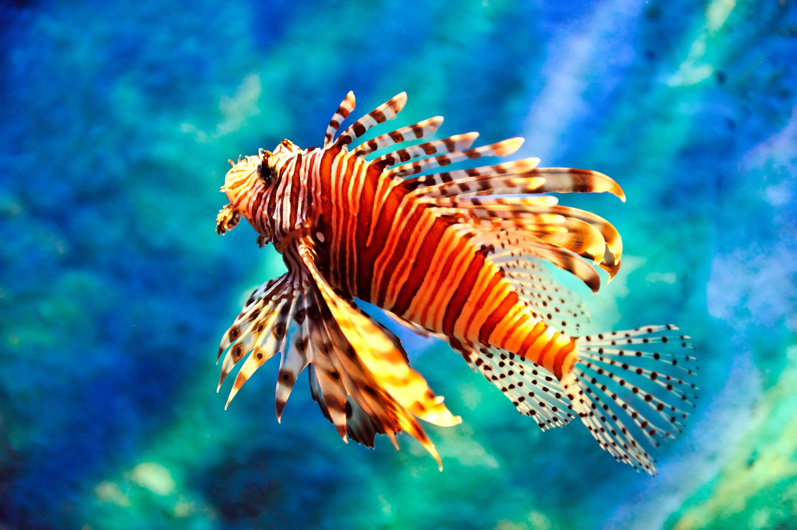 The remarkable Lionfish