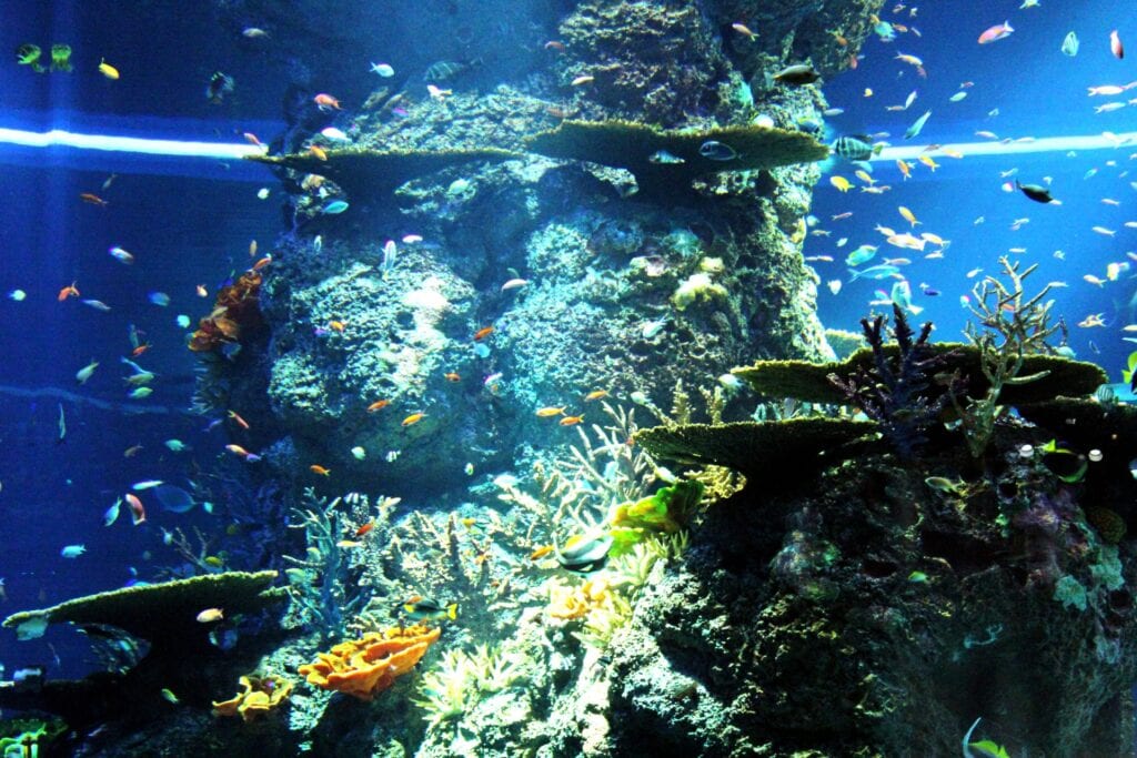 a large reef aquarium