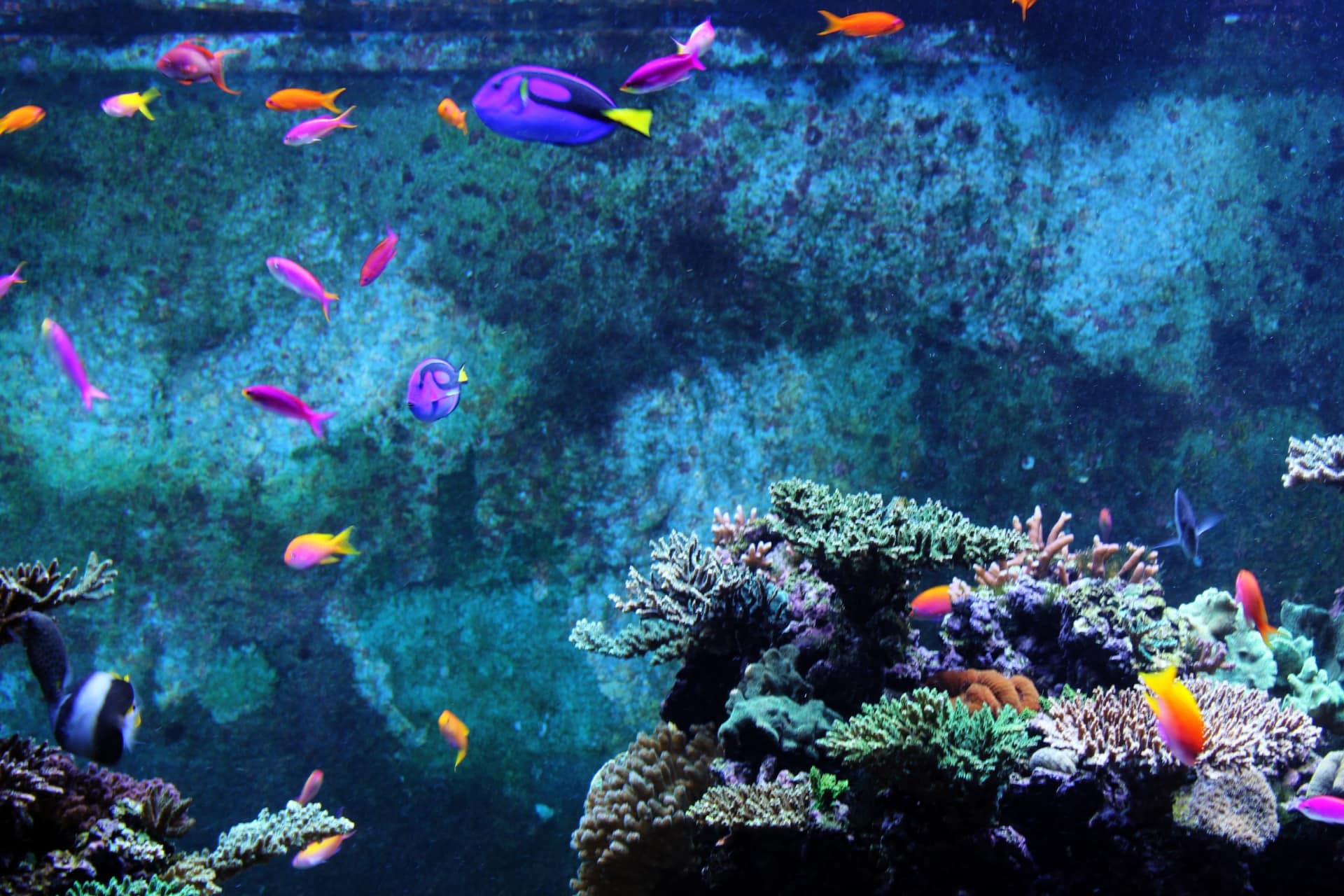 Your Aquarium can be beautiful like this!