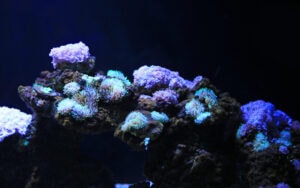 A Coral reef, growing on an aquascape