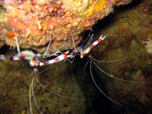 a Pair of Shrimp under a rock formation