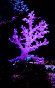 A natural Reef will allow even more rare corals to thrive!