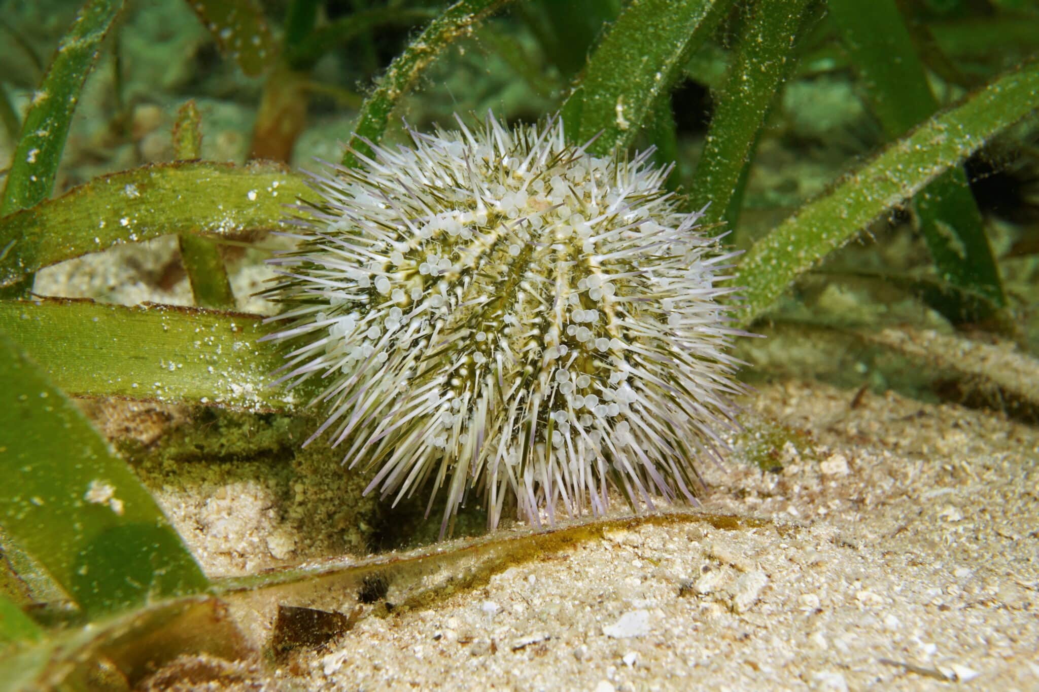 The Pincushion Sea Urchin A Beginner’s Best Invertebrates AlgaeBarn