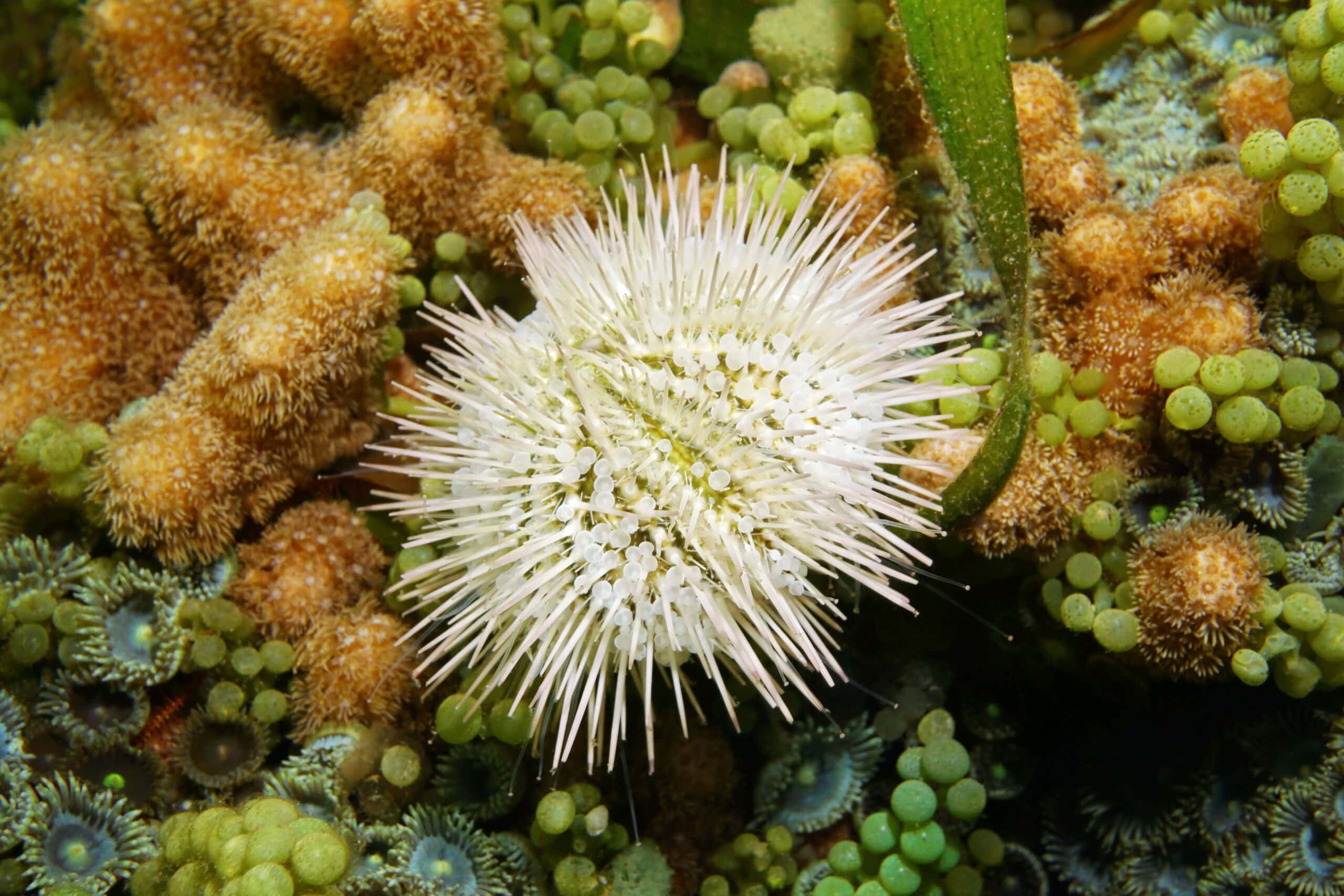 The Pincushion Sea Urchin: A Beginner's Best | Invertebrates | AlgaeBarn The Pincushion Sea Urchin: A Beginner's Best | Invertebrates | AlgaeBarn