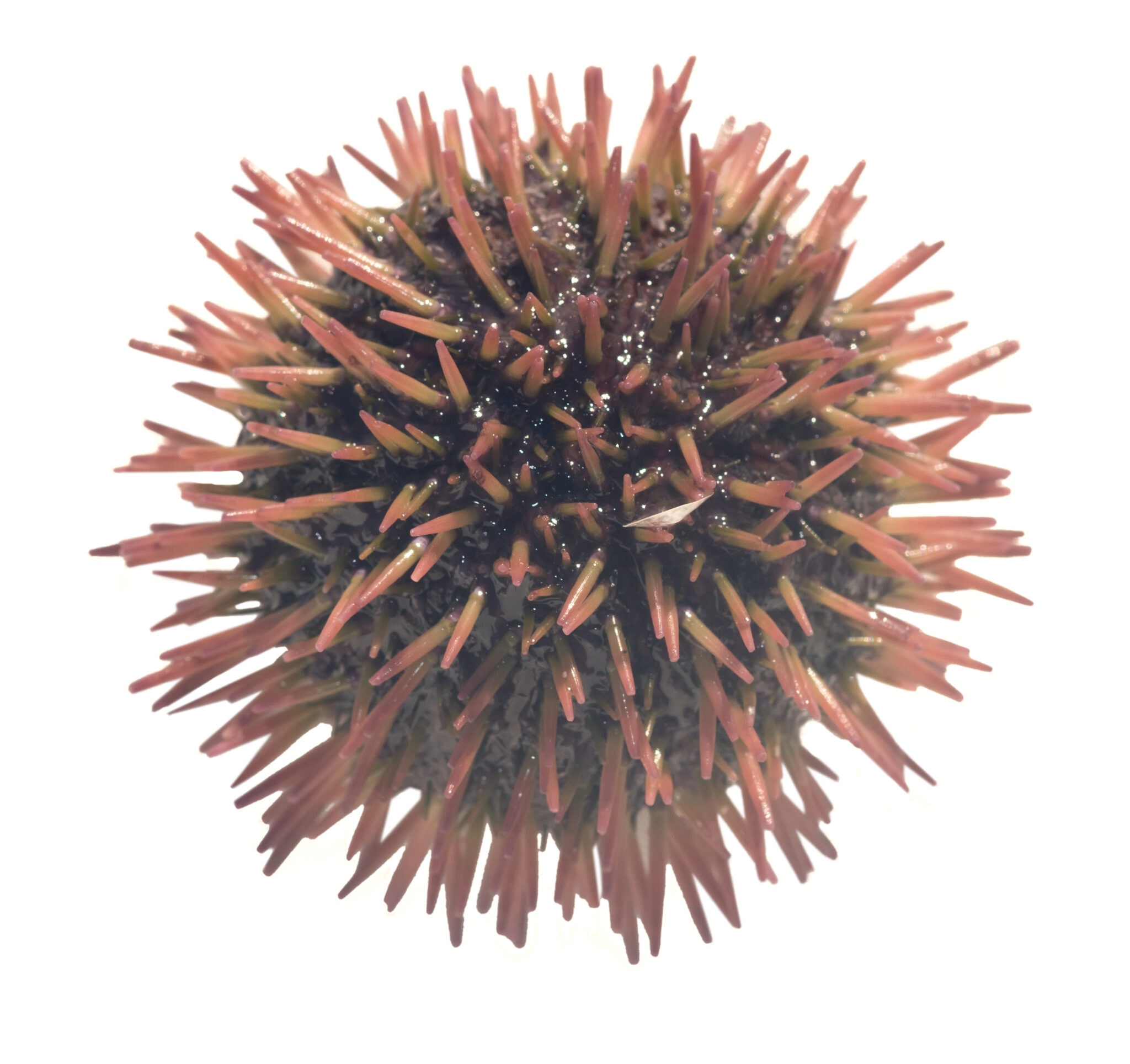 The Pincushion Sea Urchin A Beginner’s Best Invertebrates AlgaeBarn