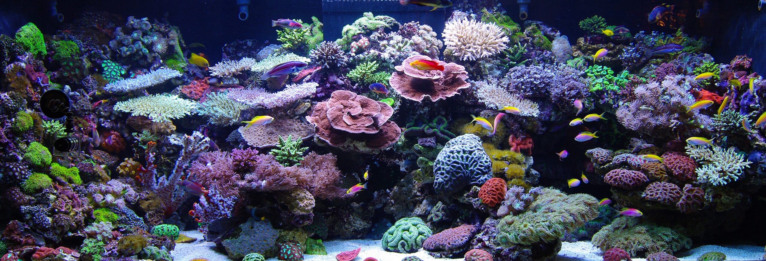 vloot tolerantie Verstikken Creating a Natural Reef Tank | Advanced Education | AlgaeBarn