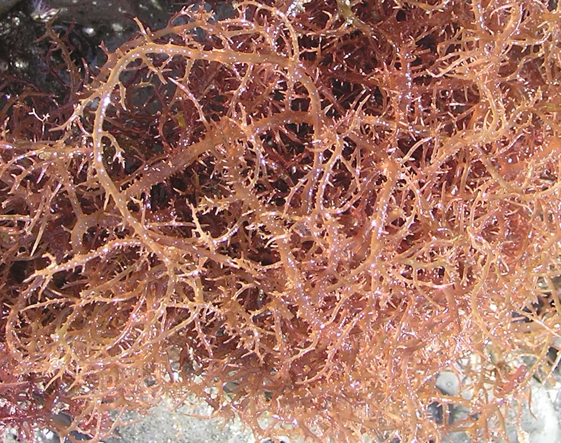 Blue Hypnea The Next Hot Refugium Macro Advanced Education