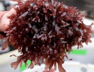 Healthy Pom Pom Macroalgae