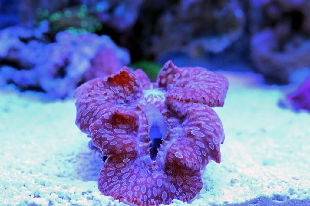 Tridacna Clams are a beautiful addition to any marine tank!