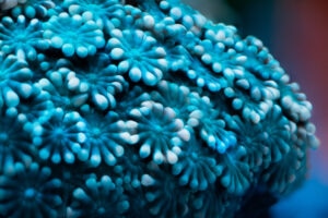 A beautiful Teal Coral