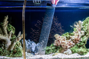 We cannot stress enough the importance of stability in a marine aquarium