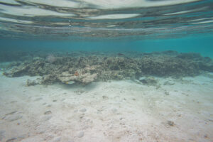 A natural sandbed in the ocean