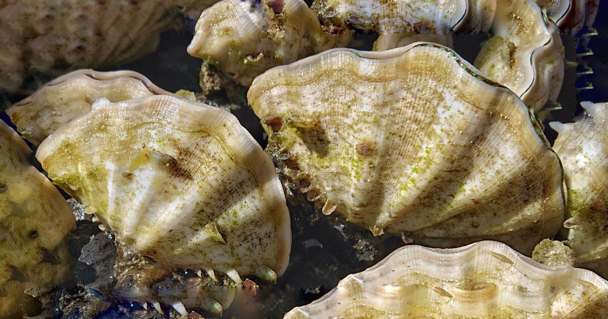 Keeping the Derasa Clam Clam Keeping Help AlgaeBarn