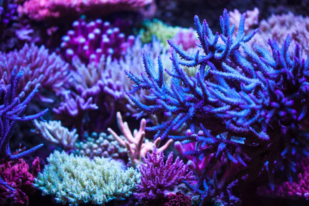 A healthy Reef is a beautiful thing!