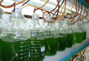 a small scale Phytoplankton culture