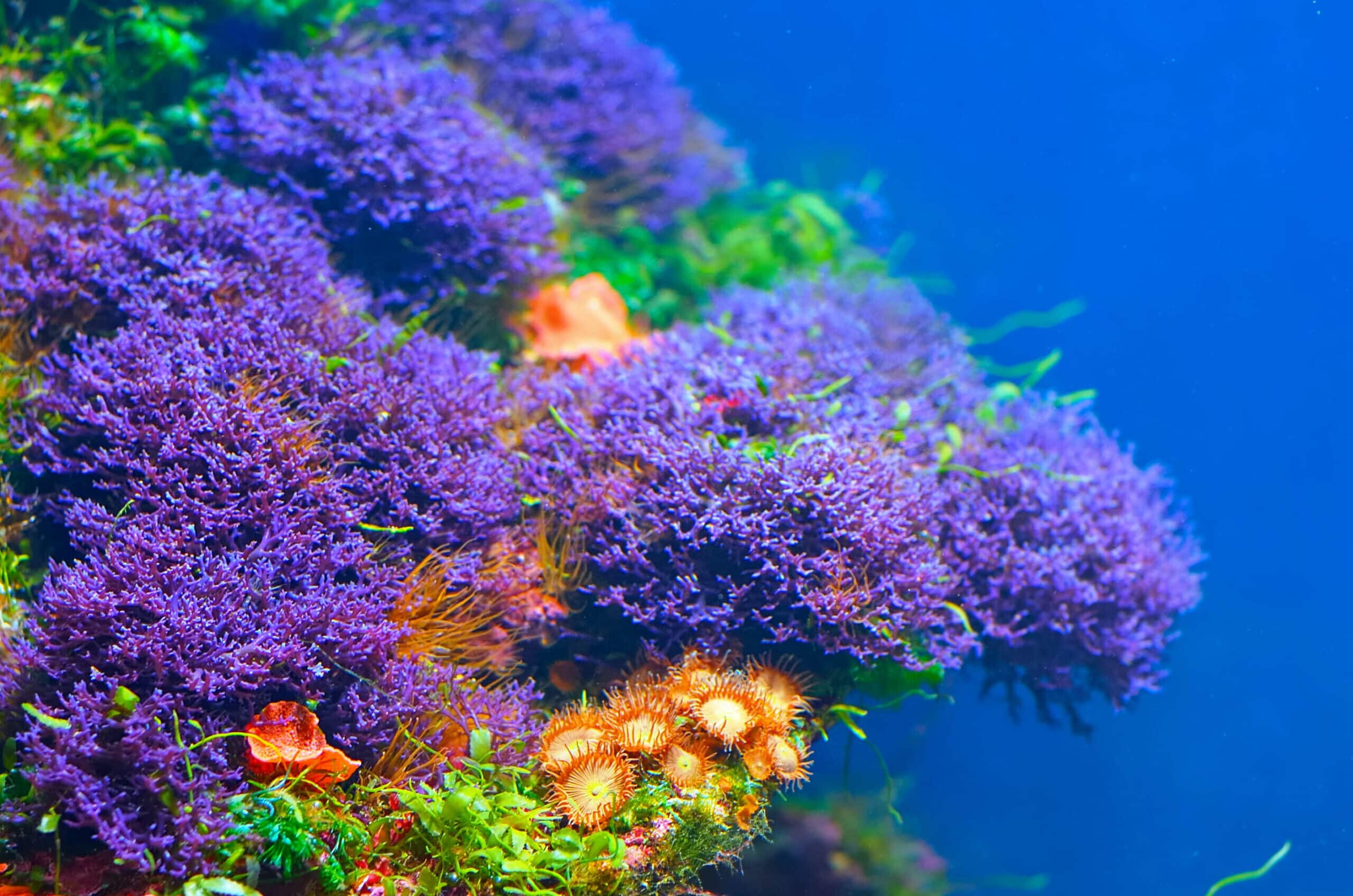 best macro algae for refugium