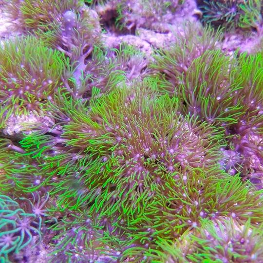 Saltwater Aquarium Coral: Metallic Green Star Polyps