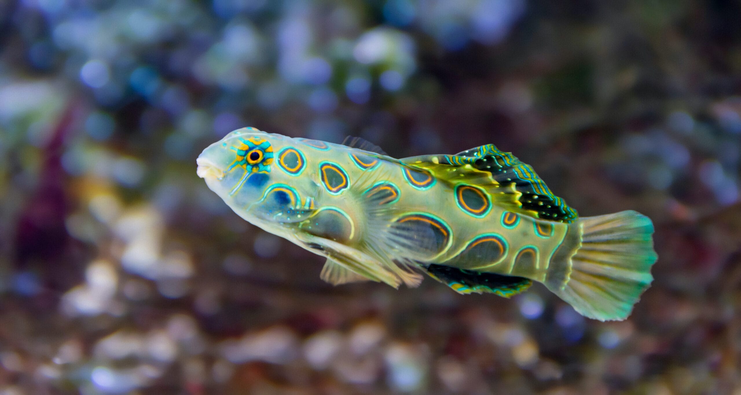 A green spot Mandarin