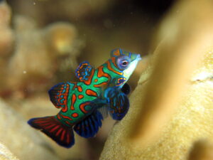 a small female Mandarin fish 