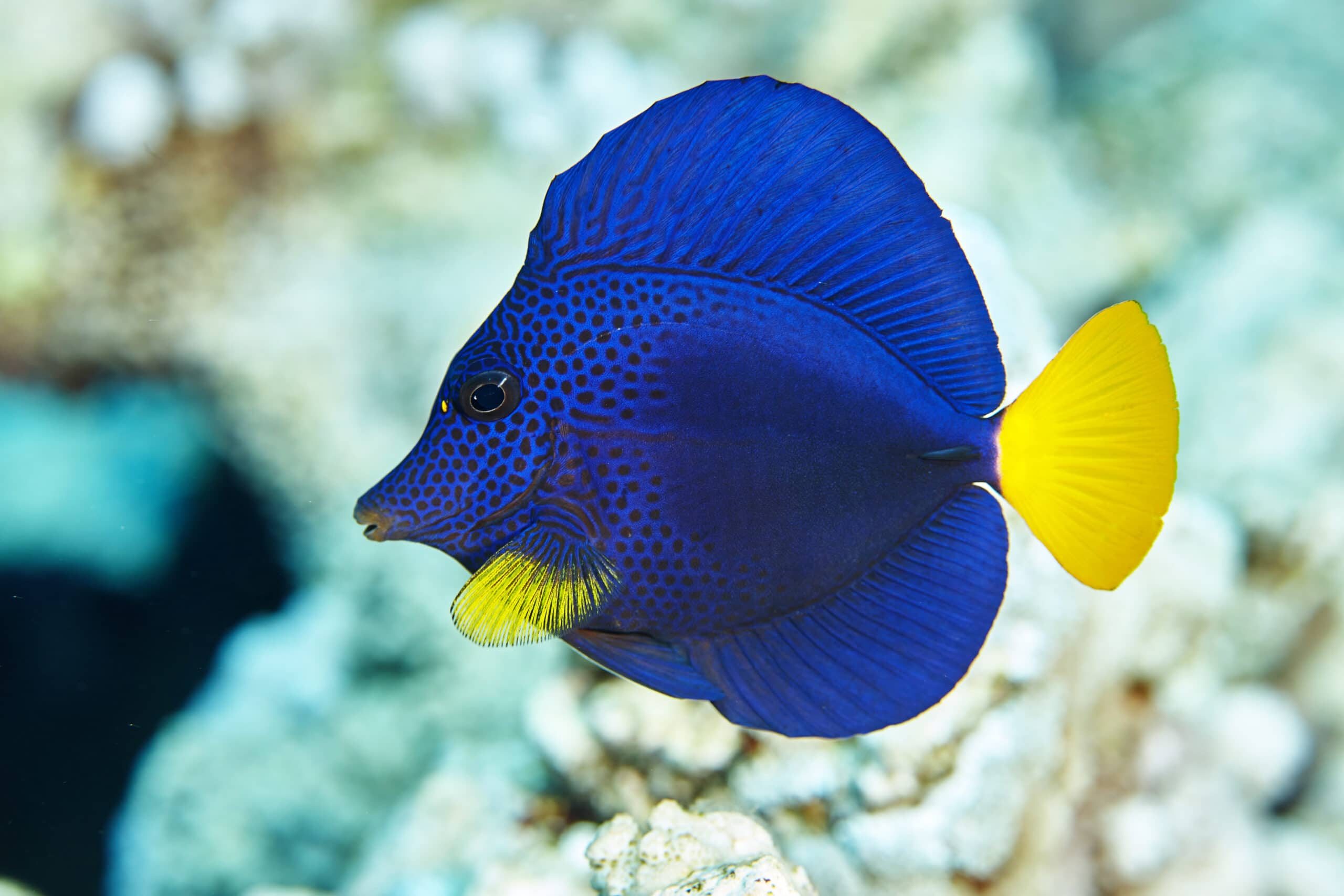 Using Blue Tangs to Keep Your Tank Free of Hair Algae - wide 3